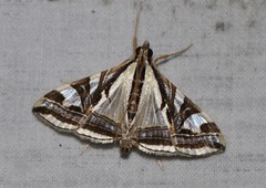 Agrioglypta excelsalis