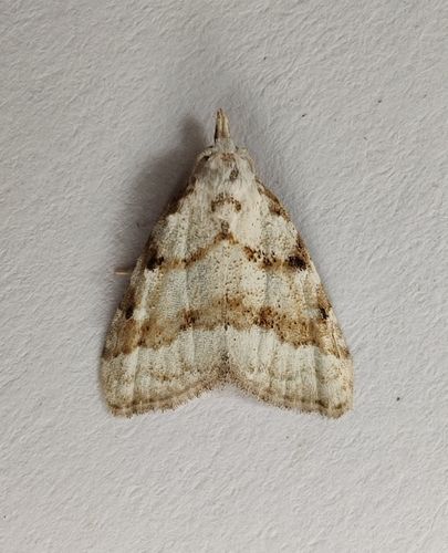 Nola aerugula (Hübner)