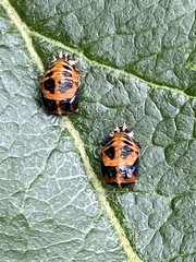 Harmonia axyridis