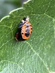 Harmonia axyridis