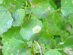 Phyllonorycter sagitella