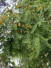 Erythrostemon mexicanus