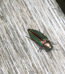 Buprestis striata
