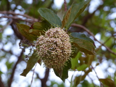 Crossopteryx febrifuga