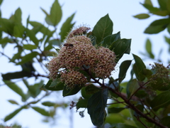 Crossopteryx febrifuga