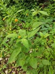 Bidens biternata