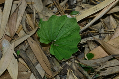 Nervilia concolor
