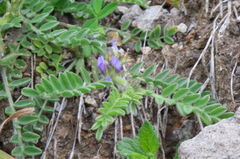 Astragalus sesameus