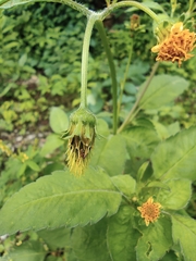 Bidens biternata