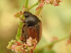 Omaloplia nigromarginata