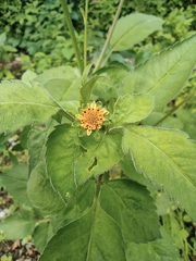 Bidens biternata