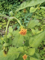 Bidens biternata