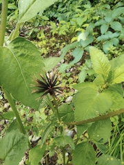 Bidens biternata