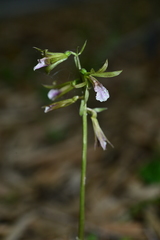 Nervilia concolor
