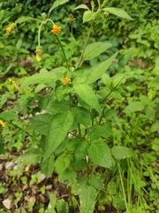 Bidens biternata