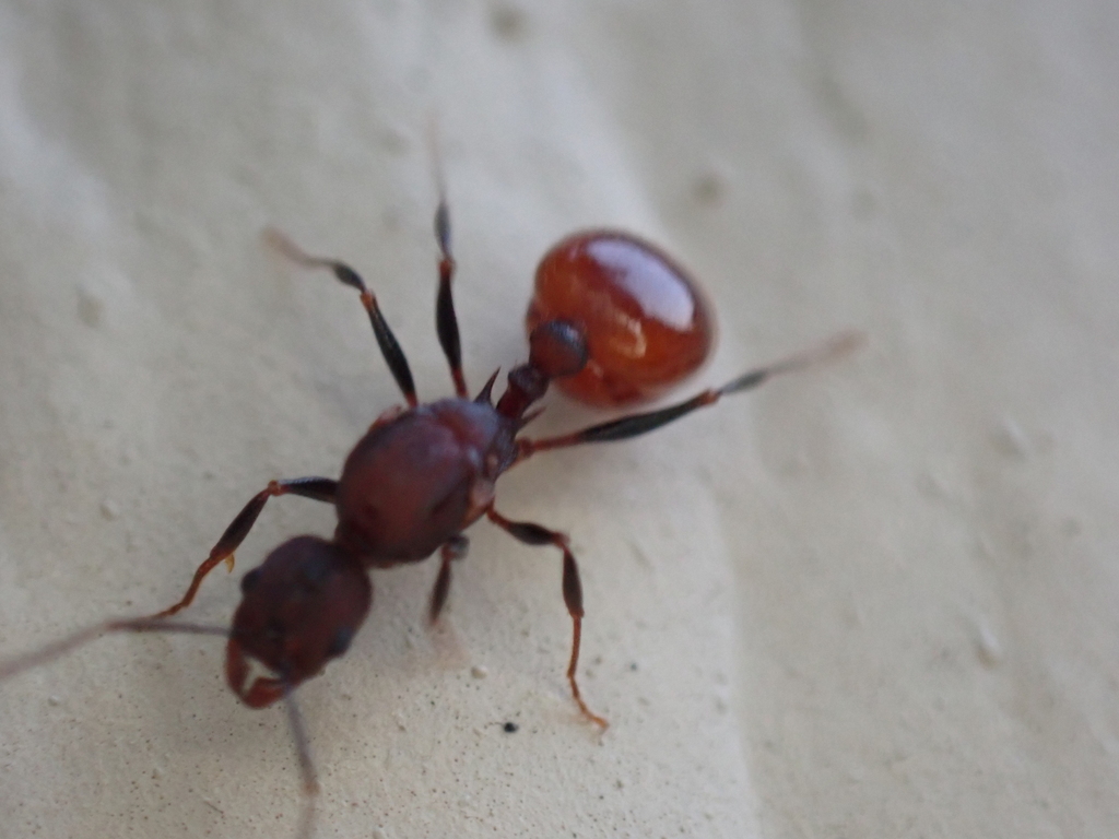 Notched Collared Ant