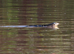 Varanus salvator bivittatus