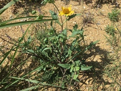 Tetragonotheca texana