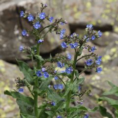 Cynoglottis barrelieri