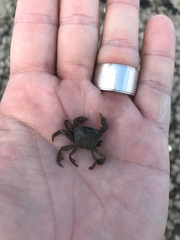 Hemigrapsus sanguineus