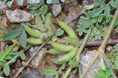 Astragalus sesameus