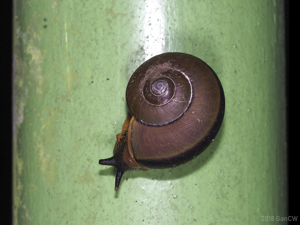 Hemiplecta floweri