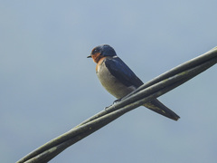Hirundo tahitica