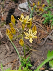 Triteleia ixioides