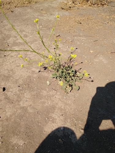 photo of Shortpod Mustard (Hirschfeldia incana)