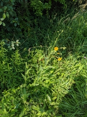 Sonchus arvensis uliginosus