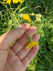 Sonchus arvensis uliginosus