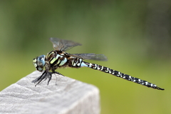 Aeshna subarctica elisabethae