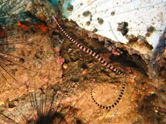 Dunckerocampus dactyliophorus