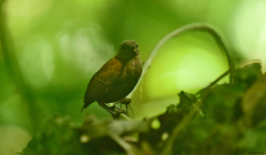 Microcerculus philomela