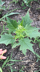 Chenopodiastrum simplex