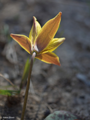 Erythronium rostratum