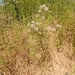 photo of Narrowleaf Milkweed (Asclepias fascicularis)