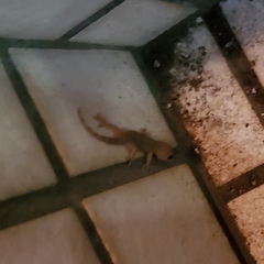 Gekko japonicus