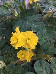 Solanum rostratum