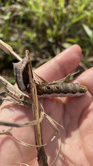 Xylophanes chiron nechus