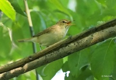 Acrocephalus dumetorum