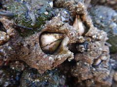 Semibalanus cariosus