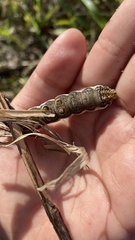 Xylophanes chiron nechus