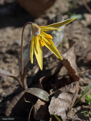 Erythronium rostratum