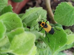 Chauliognathus distinguendus
