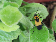 Chauliognathus distinguendus