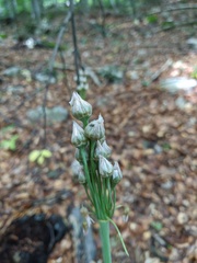 Allium siculum dioscoridis