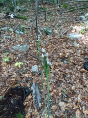 Allium siculum dioscoridis