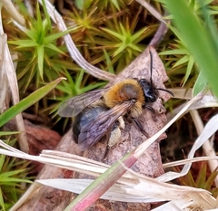 Andrena lapponica
