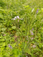 Hesperis pycnotricha